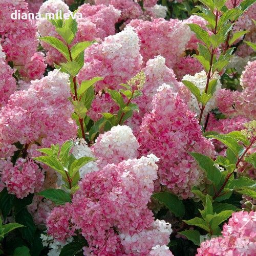 Хортензия „Vanille Fraise®“ (Hydrangea paniculata „Vanille Fraise®“), снимка 1