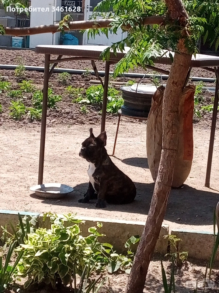 френски булдог, снимка 1