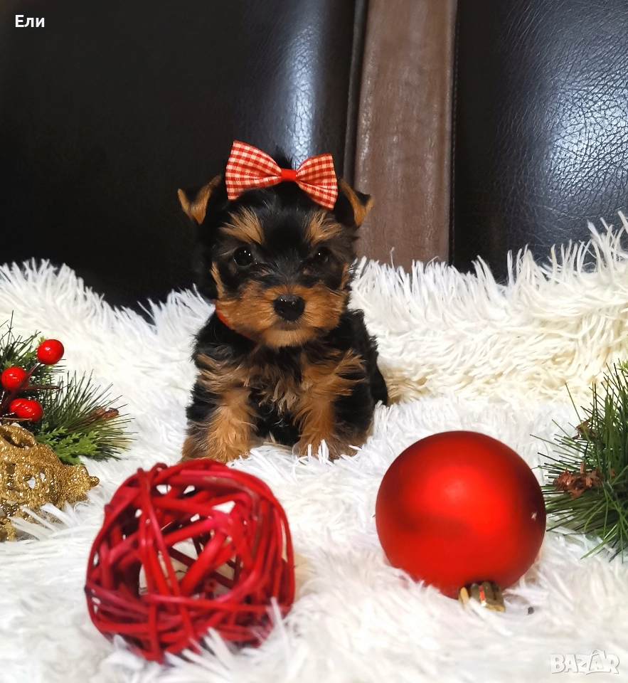 мини - Йоркширски териер , снимка 1