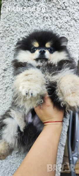 Померан , снимка 1