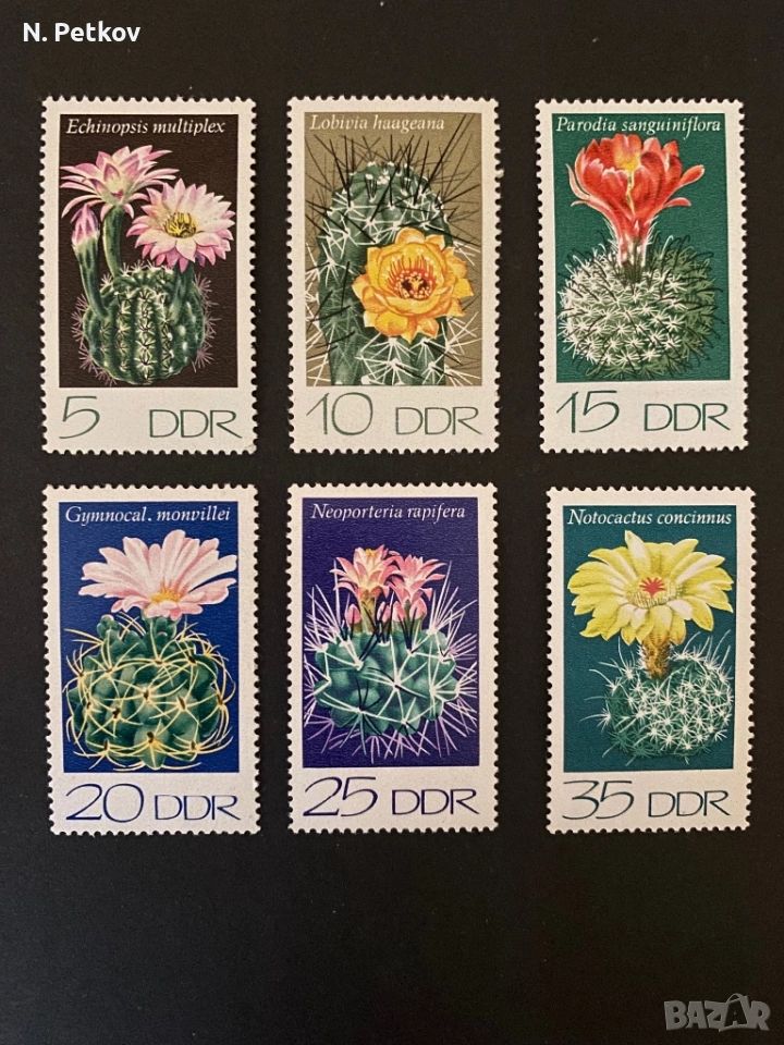 Германия (ГДР), Кактуси, снимка 1