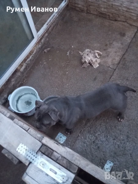 Американско були-покет , снимка 1