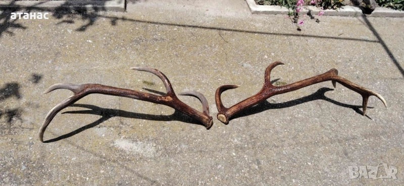 Рога от елен , снимка 1