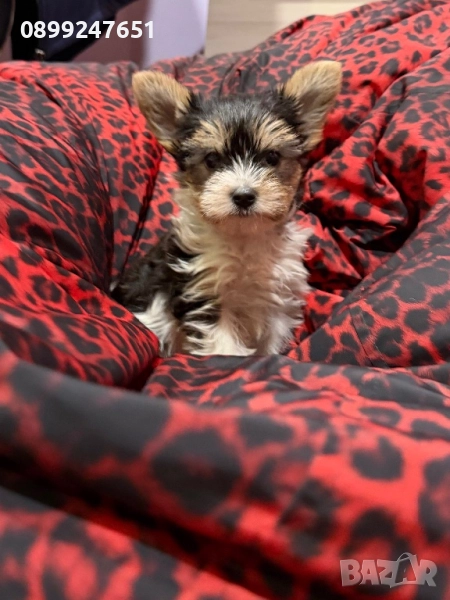 Бивър йоркширски териер , снимка 1