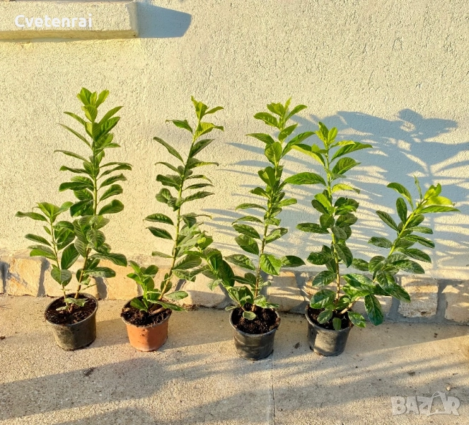 Лавровишна Новита 70 - 80 см, снимка 1