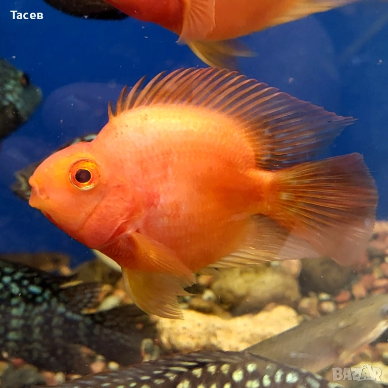 Червен папагал 6-7см, снимка 1