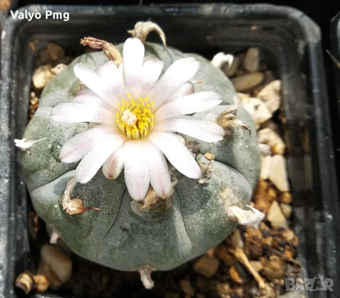 Lophophora williamsii, снимка 1