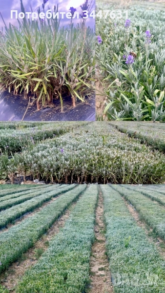 Лавандулов разсад лавандула , снимка 1