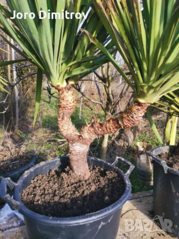 Палма юка външна студоустойчива, снимка 4 - Градински цветя и растения - 53031740