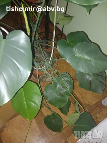 Филодендрон, снимка 8 - Стайни растения - 50517631