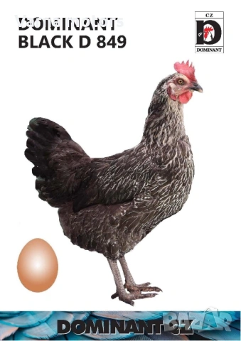 Новопронесли кокошки носачки, снасящи цветни яйца 6  МЕСЕЧНИ, снимка 5 - Кокошки и пуйки - 53043969