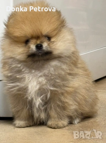 померан, снимка 2 - Померан - 53327032