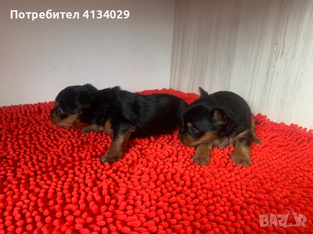 Мини и стандартни Йорки мъжки 35 дни и Супер мини Йорки мъжки 1,5 кг на две години, снимка 14 - Йоркширски териер - 53228272