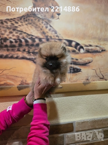 Померан женски , снимка 11 - Померан - 52939284