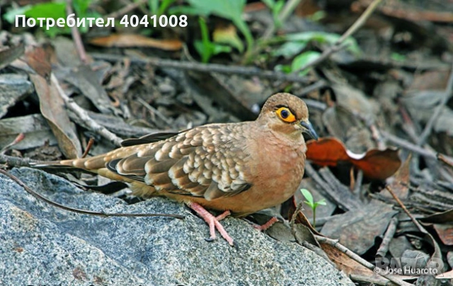 Продавам Егзотични гълъби , снимка 3 - Гълъби - 52808966