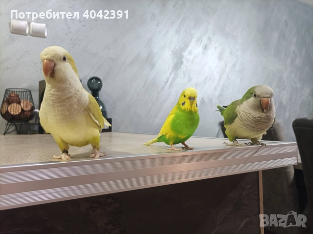 Двойка монаси