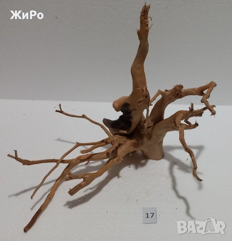 Корен от Азалия /декорация/ 17