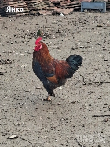 Домашни петли, снимка 6 - Кокошки и пуйки - 52912712