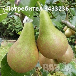 Овощни дръвчета Круша, снимка 5 - Градински цветя и растения - 53960645