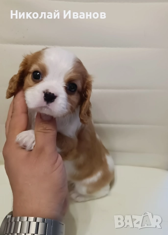 Кавалер Кинг Чарлз Шпаньол, снимка 2 - Кавалер кинг чарлз шпаньол - 52832398