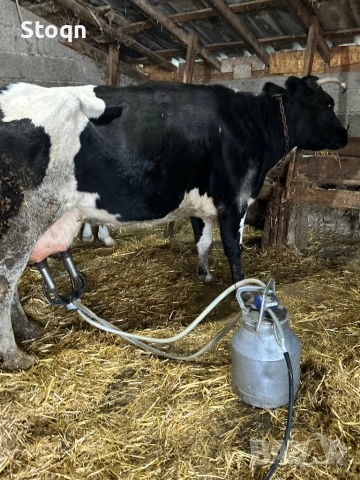 Продавам 2 Крави за Дамазлък, снимка 2 - Крави - 52898215