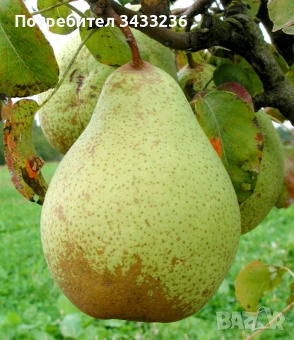 Овощни дръвчета Круша, снимка 2 - Градински цветя и растения - 53960645