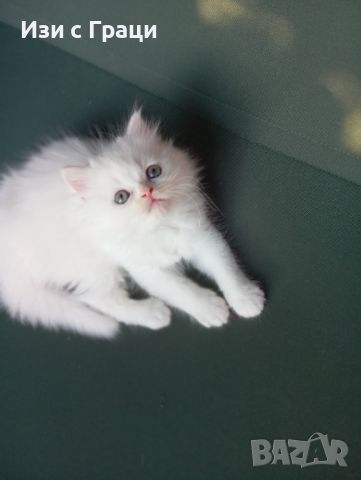 Бели персийски котенца , снимка 5 - Персийска - 46096965