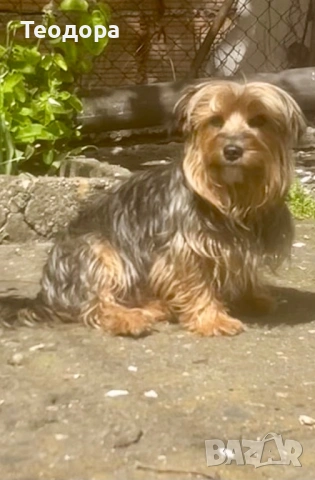 Йорки Ръсел, снимка 15 - Йоркширски териер - 54221299