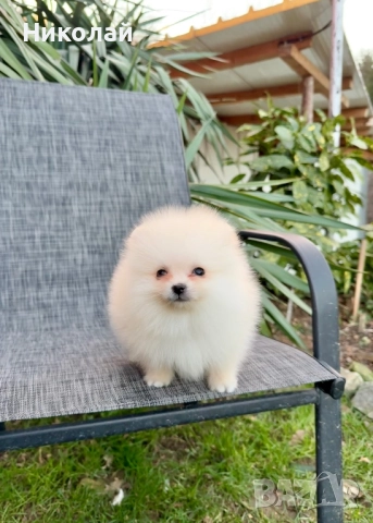 Померан мини момче със втора ваксина, снимка 4 - Померан - 52930855