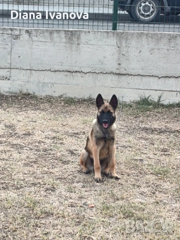 Подарявам Белгийска овчарка на 8 месеца , снимка 6 - Белгийска овчарка - 53276385