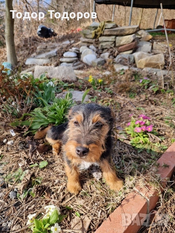 Кученце, снимка 4 - Други - 53432108