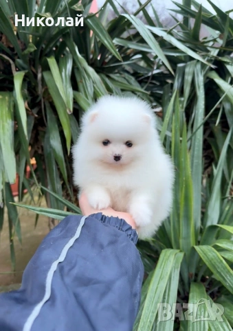 Померан мини момче. Померанче, снимка 3 - Померан - 53044318