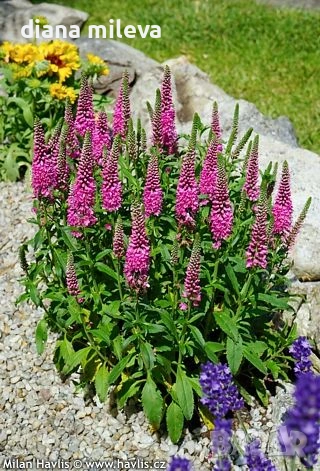 Розова Вероника, Veronica spicata ‘Anniversary Rose’, снимка 5 - Градински цветя и растения - 54139863