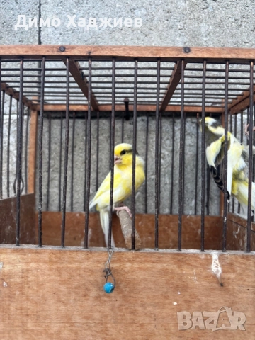 Продавам канари - канарчета , снимка 6 - Канари - 51264689