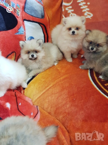 Померан померани свободни Гр. София, снимка 7 - Померан - 53483777