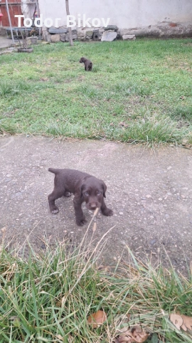 Свободни дратхаарчета , снимка 9 - Дратхаар - 53014939