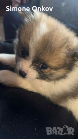 Мини шпиц Померан, снимка 2 - Померан - 53194351