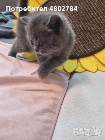 Британски късокосмести, снимка 6 - Британска късокосместа - 54256797