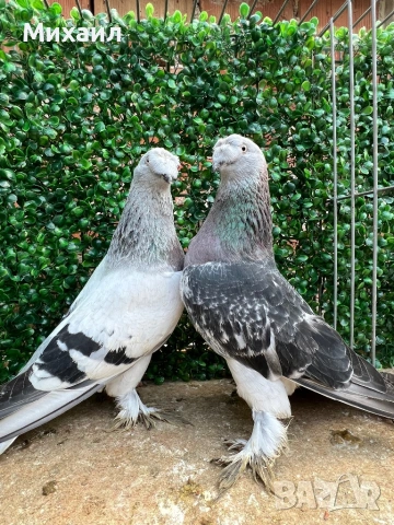 Мардини/ Турски, снимка 4 - Гълъби - 53406807