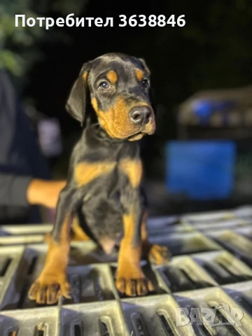 Доберман, снимка 4 - Доберман - 51430673