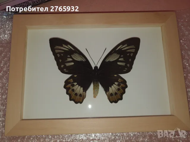 Истински Пеперуди в рамка, снимка 3 - Декорация за дома - 49843881