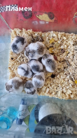 мини хамстери, снимка 2 - Хамстери - 52434730