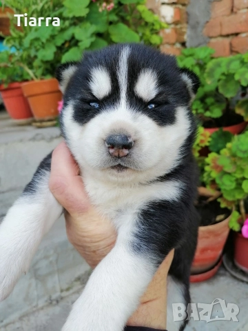 Продавам Кученца Хъски