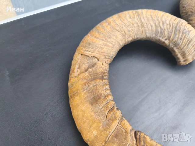 рога от овен, снимка 3 - Антикварни и старинни предмети - 53619727