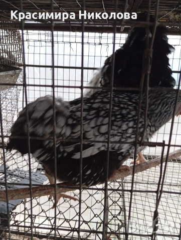 Двойка сребърен виандот, снимка 11 - Кокошки и пуйки - 53918526