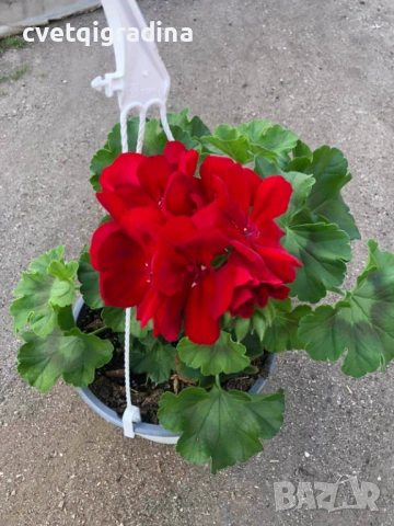 Калиопе червено във висяща кошница, снимка 2 - Градински цветя и растения - 53936423