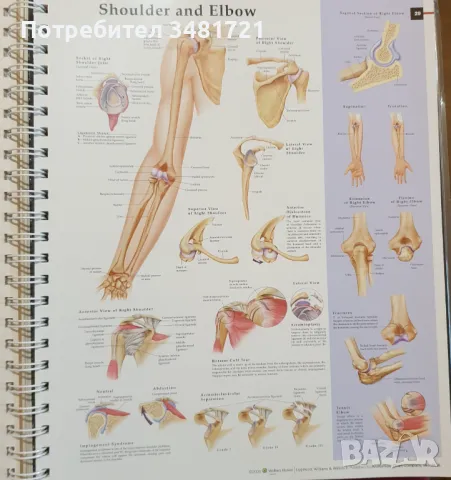 Анатомични и патологични графики / Anatomy & Pathology. The World's Best Anatomical Charts, снимка 6 - Специализирана литература - 48272935