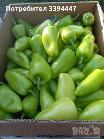 всеки ден прясно откъснати чушки черна капия и зелени , снимка 3 - Разсади - 52229258