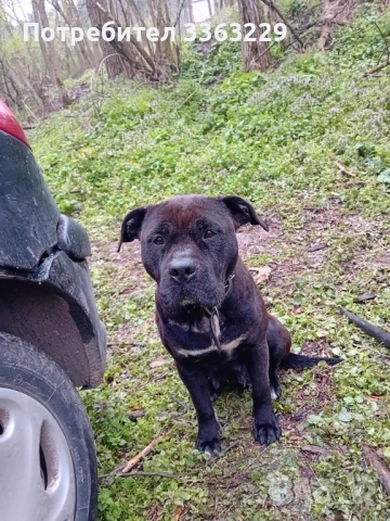 Продавам американски старфоршир 