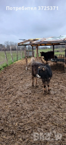 Продавам 2 бр. Телета, снимка 5 - Крави - 53295775